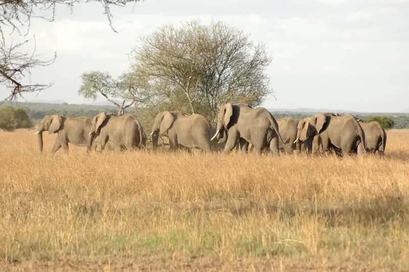 African Elephants