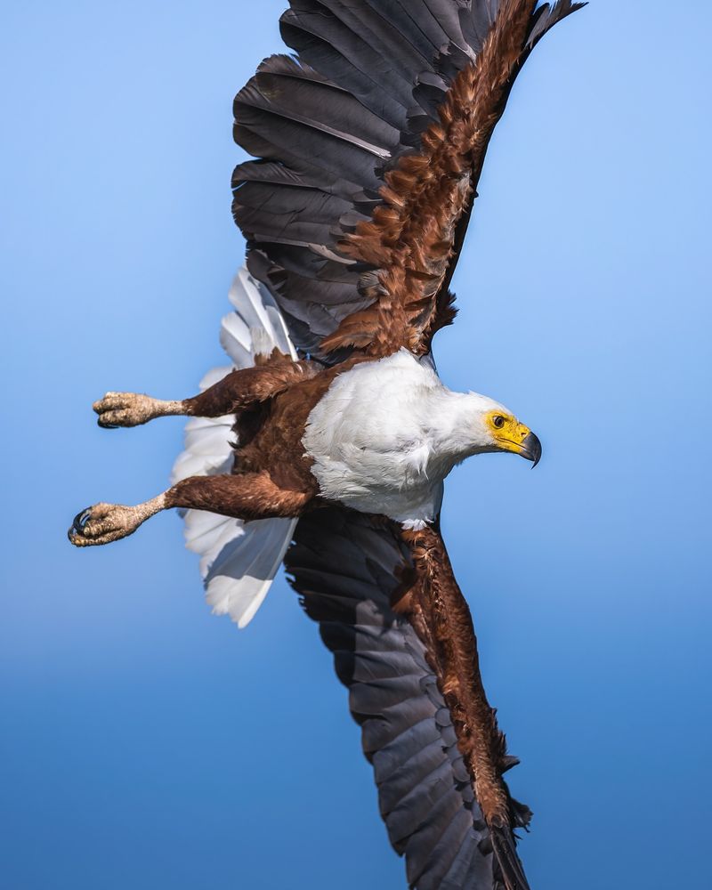 African Fish Eagle