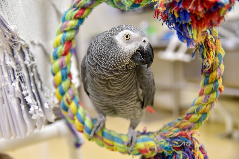 African Grey Parrot