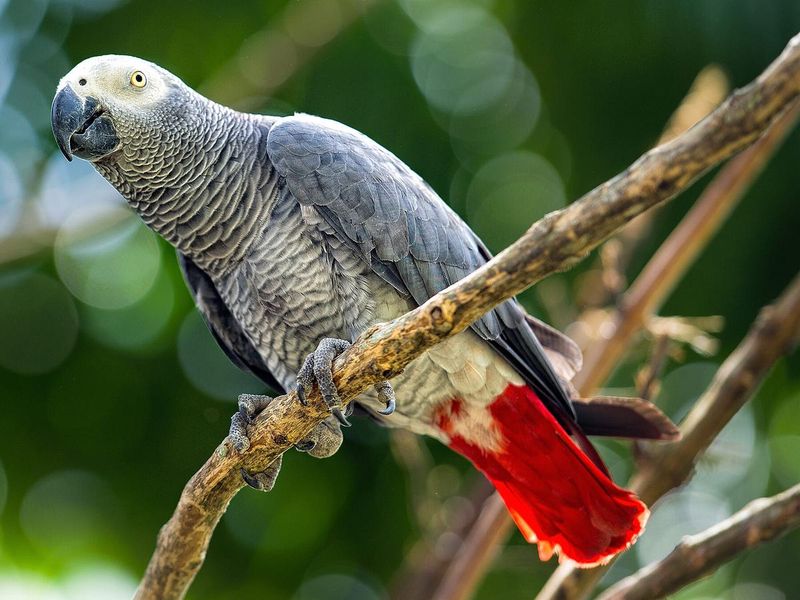 African Grey Parrot Intelligence and Longevity