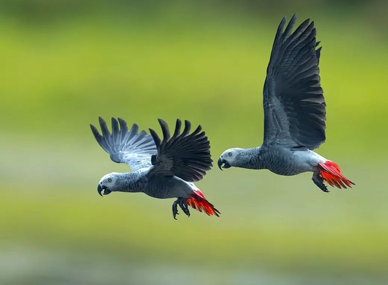 African Grey Parrot