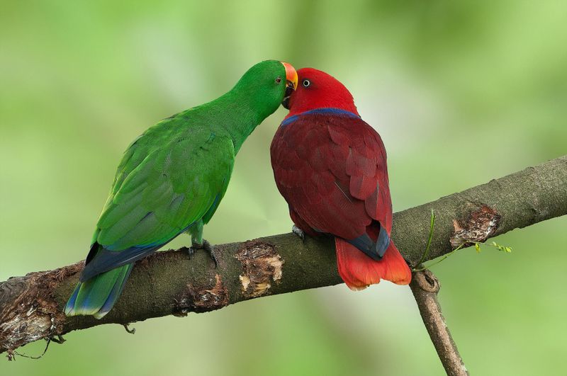 Eclectus Parrots