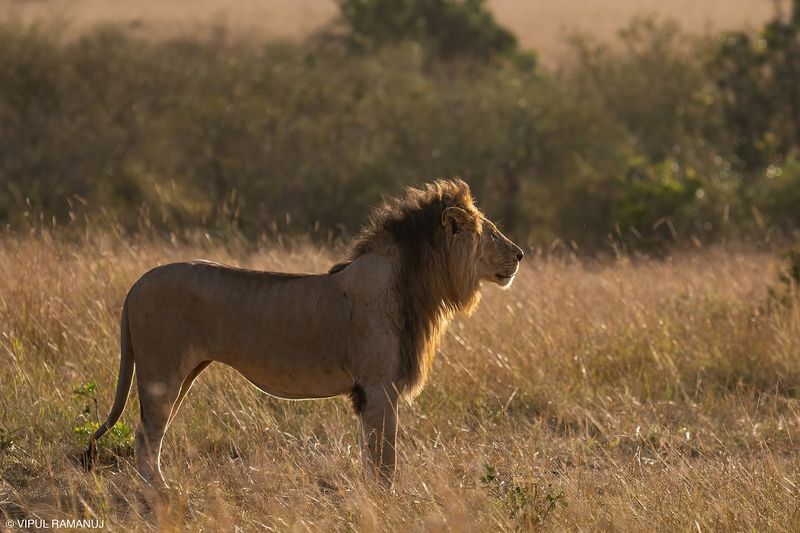 African Lion