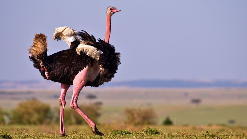 African Ostrich