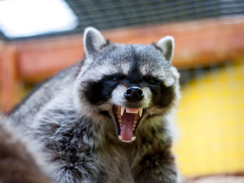 Aggressive Raccoons