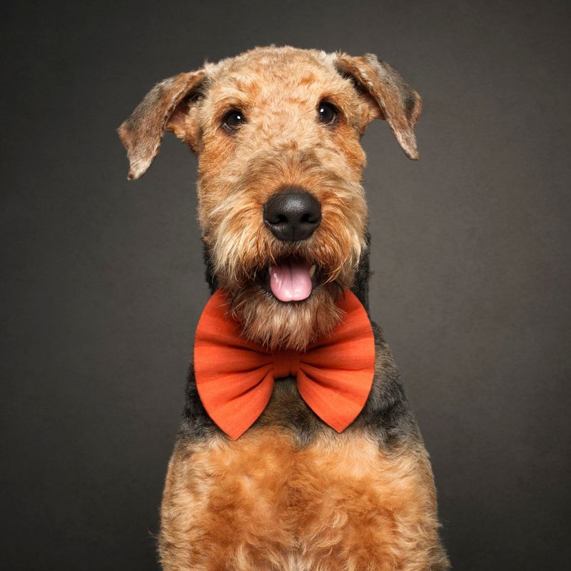 Airedale Terrier