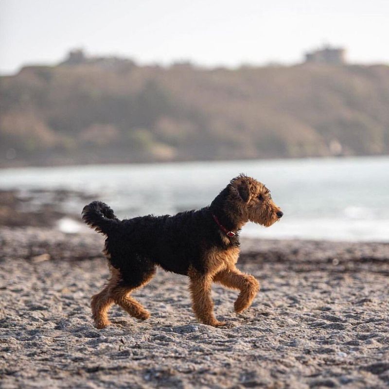 Airedale Terrier