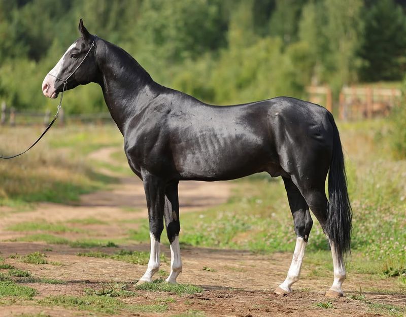 Akhal-Teke