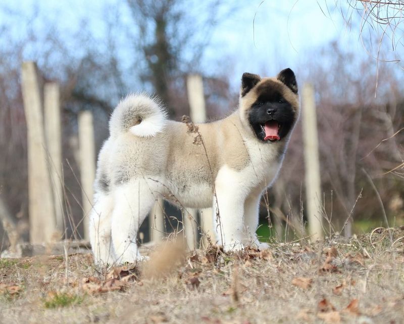 Akita