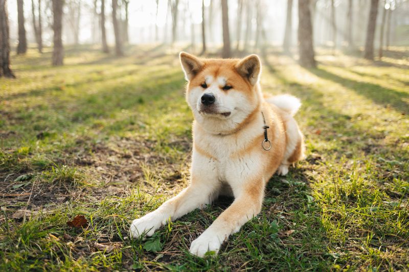 Akita