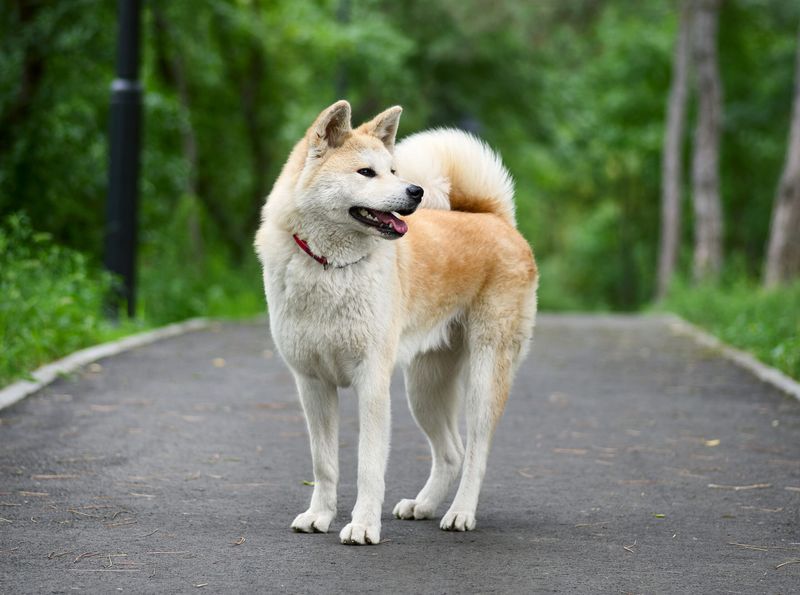 Akita