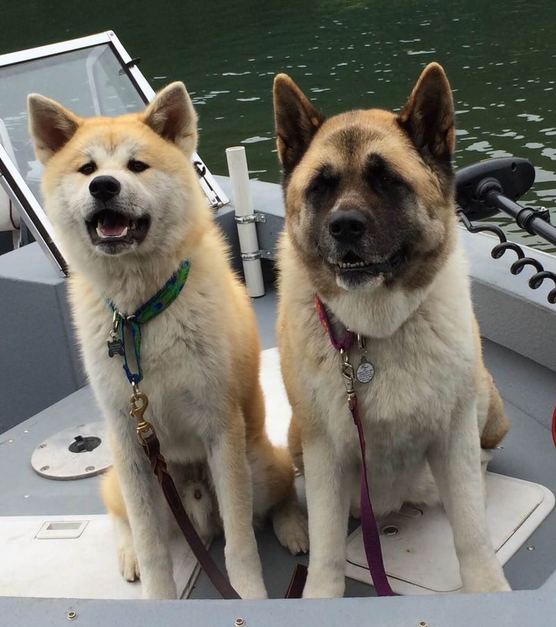 Akita-Inu and American Akita Distinction