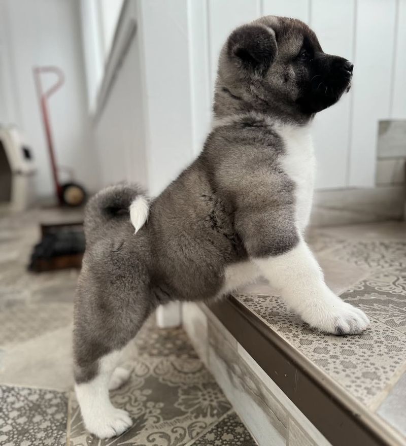 Akita Puppy