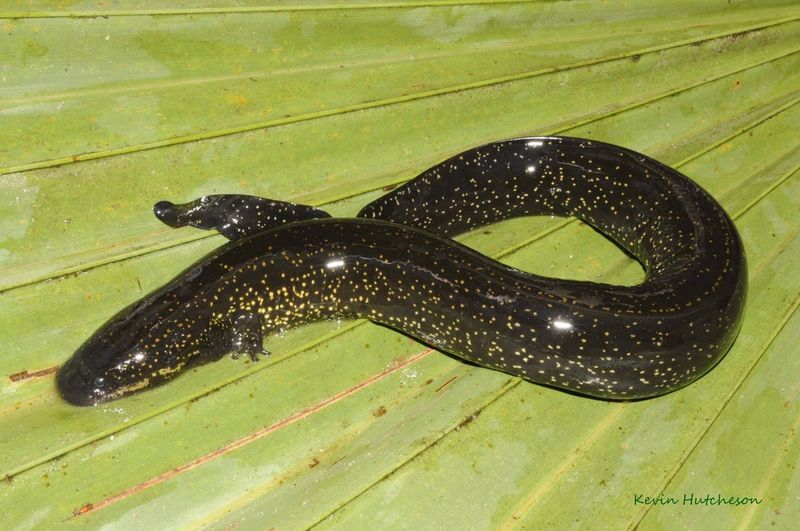 Alabama's Magnificent Amphibian: Lesser Siren