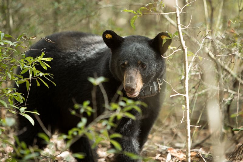 Alabama's Black Bear