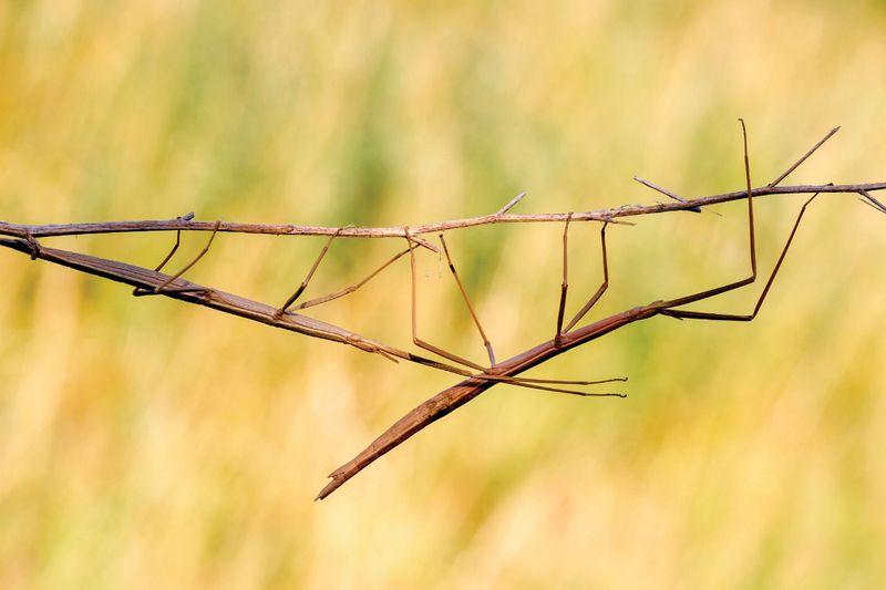 Alabama's Giant Walkingstick