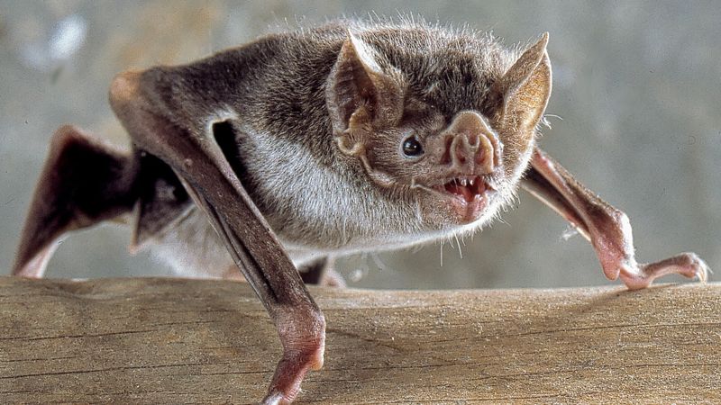 Alabama's Bat Haven