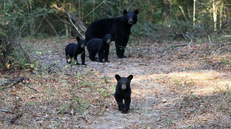 Alabama Bear