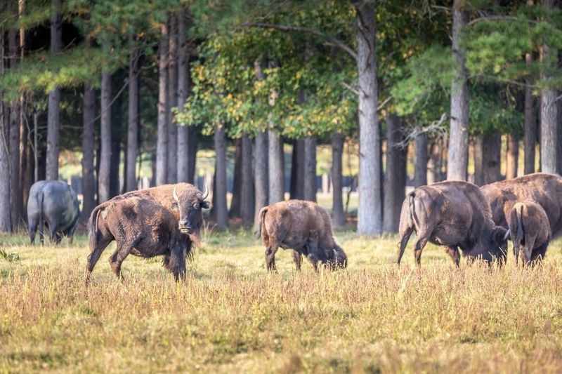 Alabama Bison