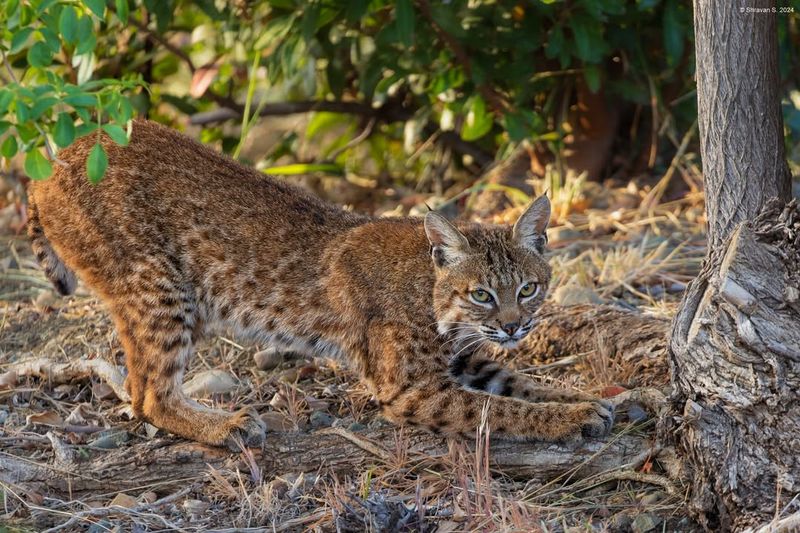 Alabama - Bobcat