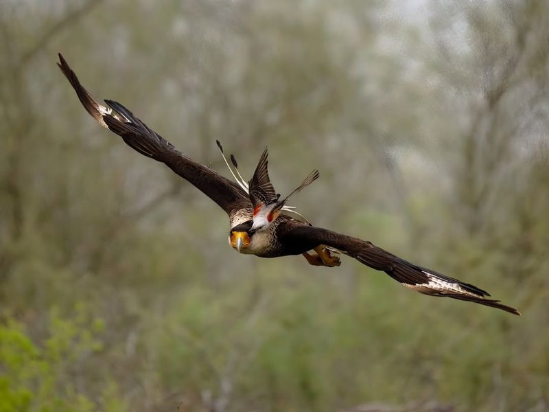 Alabama - Crested Caracara