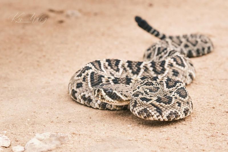 Alabama - Eastern Diamondback Rattlesnake