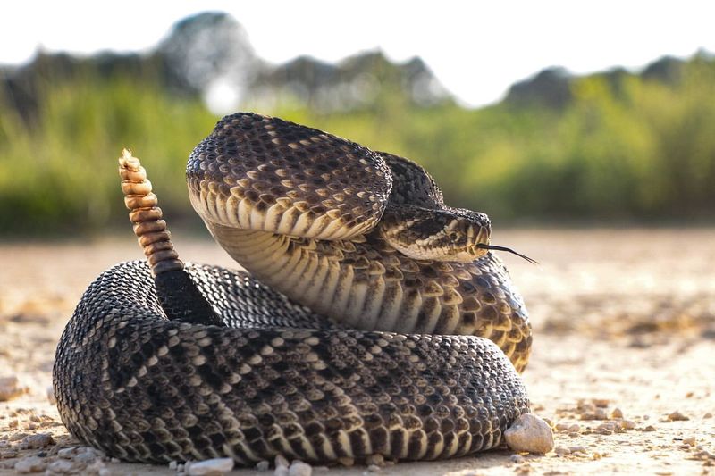 Alabama - Eastern Diamondback Rattlesnake