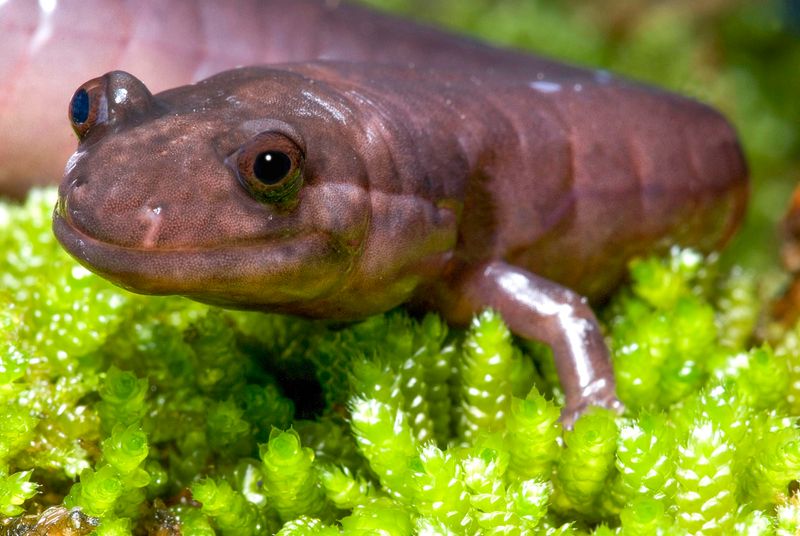 Alabama: Red Hills Salamander