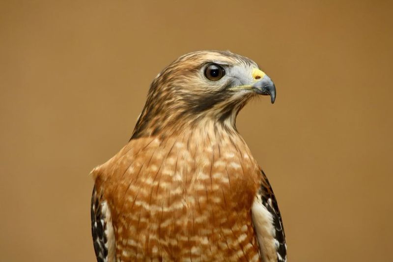 Alabama - Red-shouldered Hawk