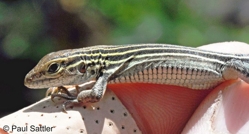 Alabama Six-lined Racerunner