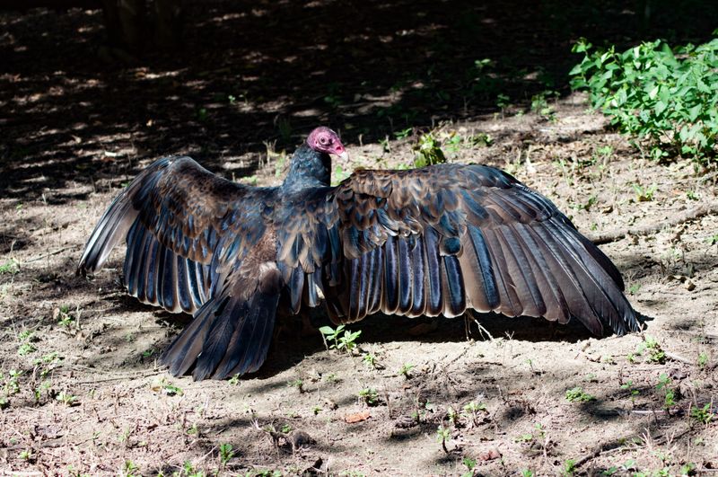 Alabama - Turkey Vulture