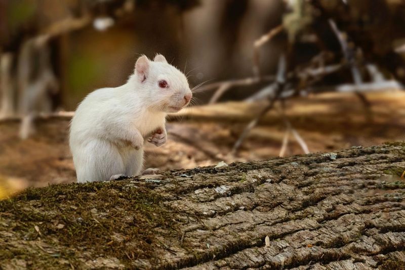 Alabama's Enigmatic White Squirrel