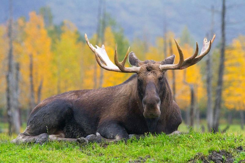 Alaska's Moose