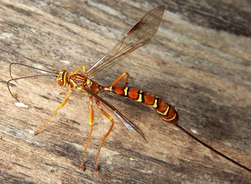 Alaska's Giant Ichneumon Wasp