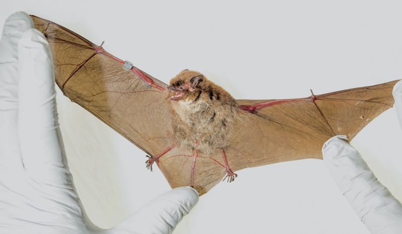 Alaska's Arctic Bats