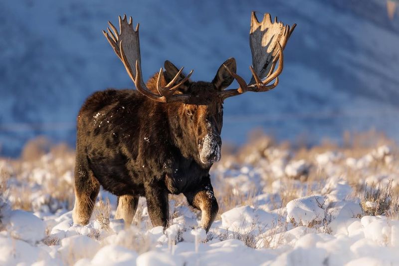 Alaska's Moose and Airplanes