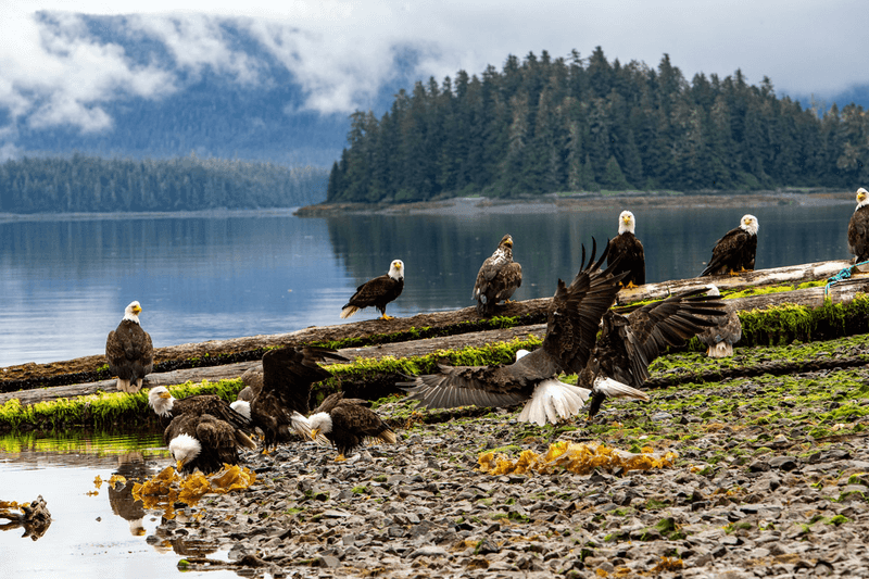 Alaska: Bald Eagle