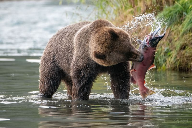 Alaska Bear