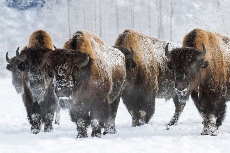 Alaska Bison