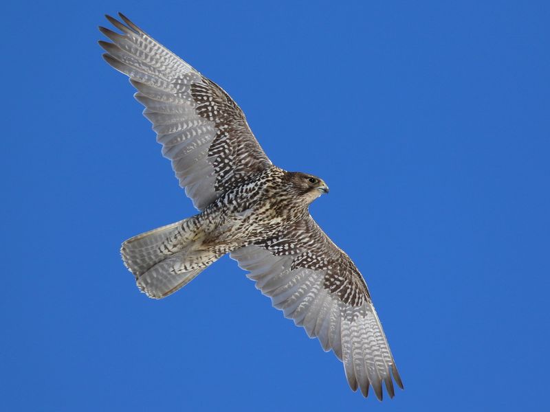 Alaska - Gyrfalcon