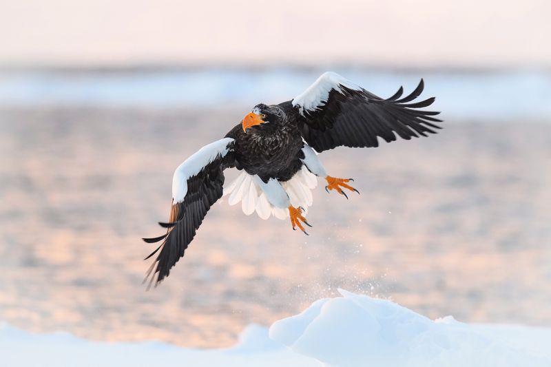 Alaska - Steller's Sea Eagle