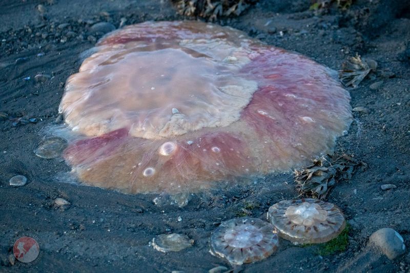 Alaska - The Colossal Giant Jellyfish