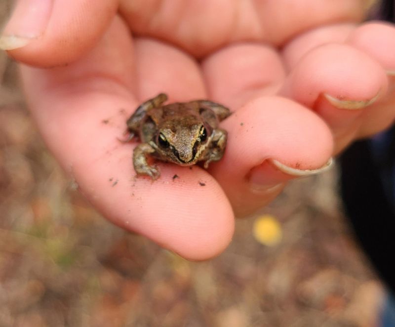 Alaska Wood Frog