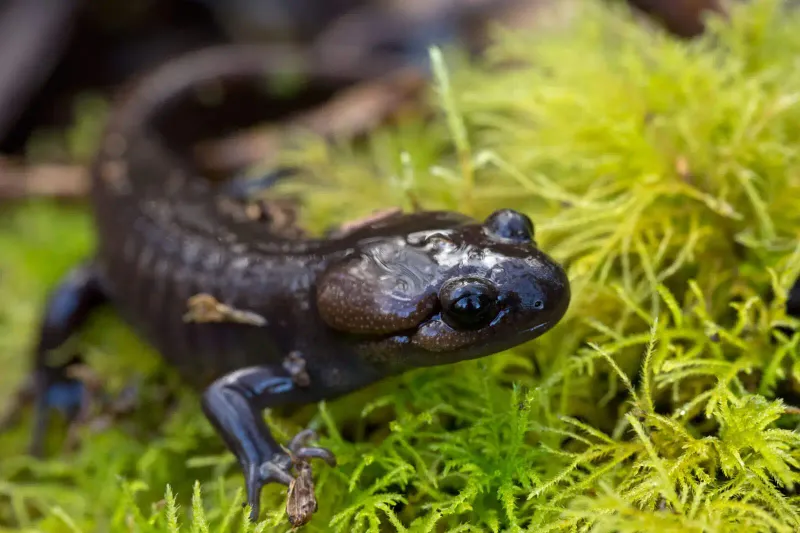 Alaska's Giant: Northwestern Salamander