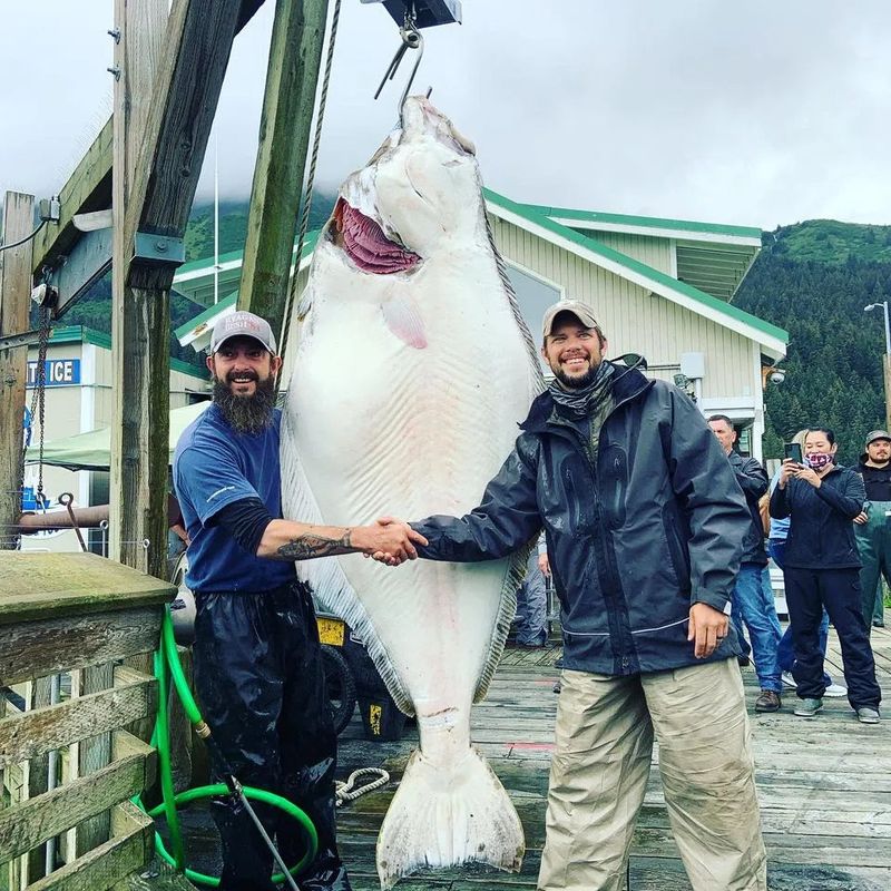 Alaskan Halibut Heft