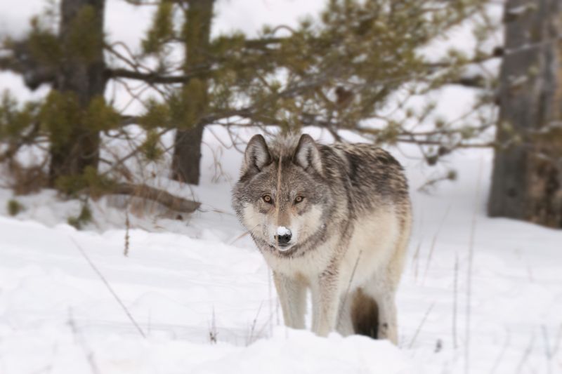 Alaskan Interior Wolf