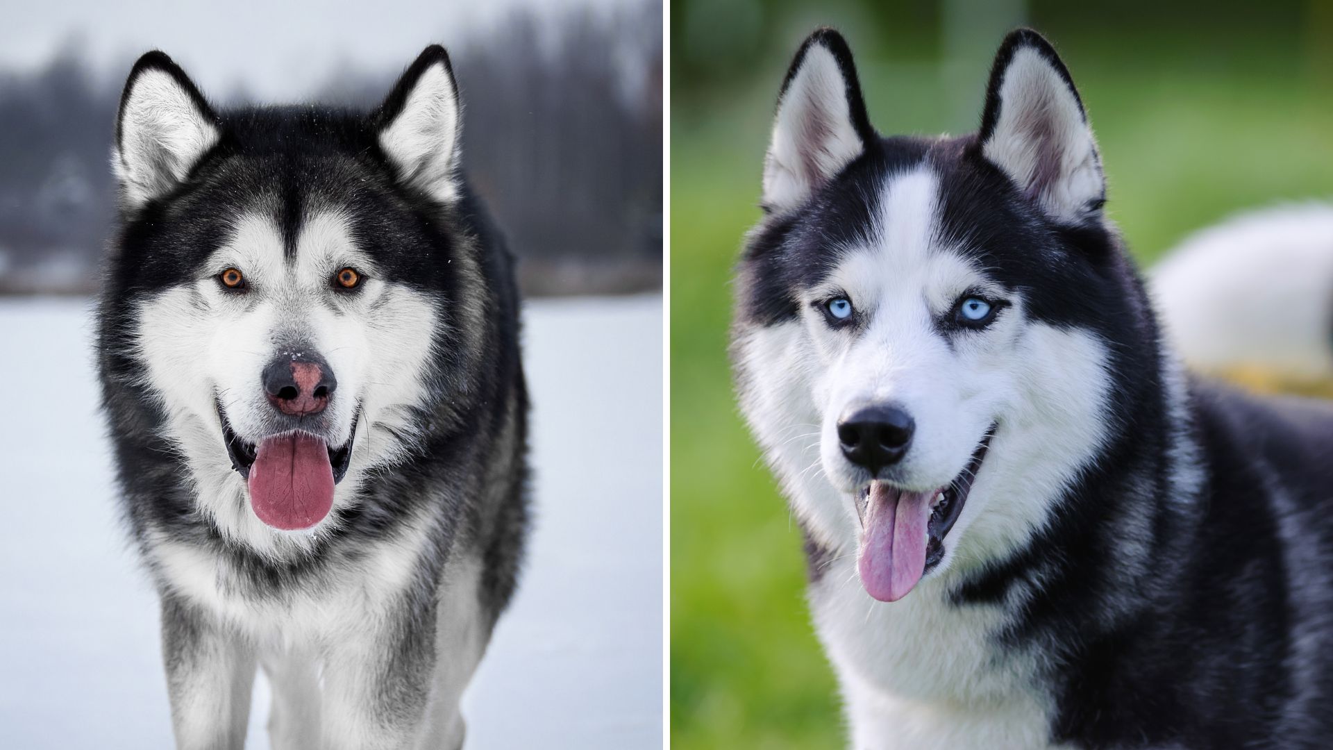 Alaskan Malamute – Siberian Husky