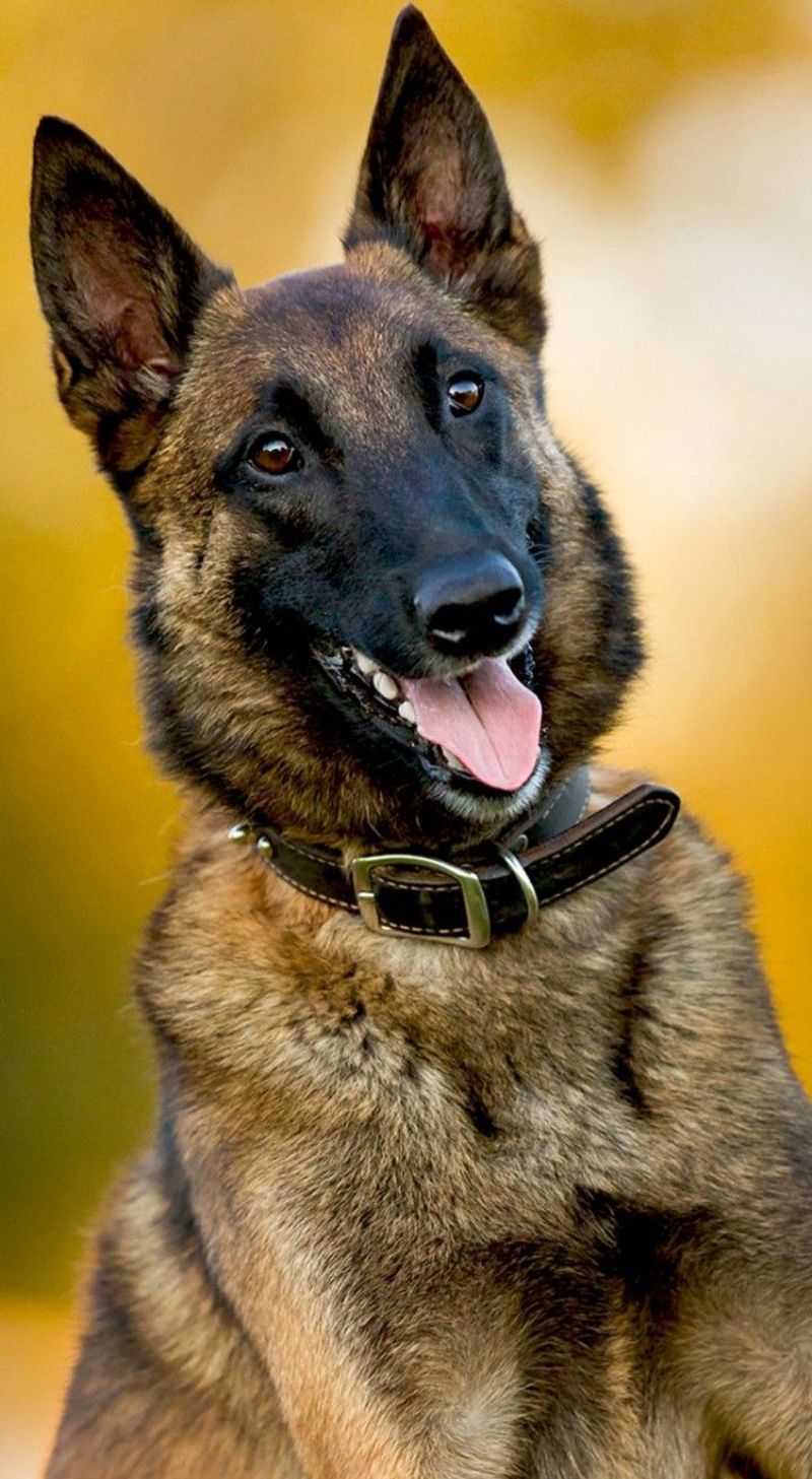 Belgian Malinois