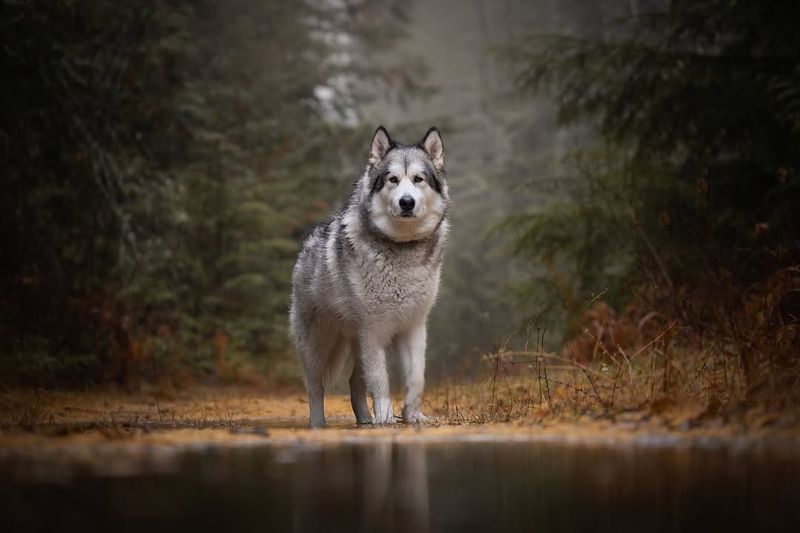 Alaskan Malamute