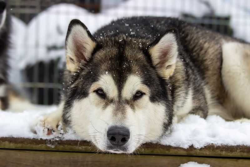 Alaskan Malamute